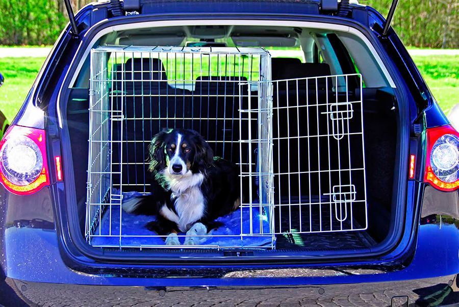 trasportino sicuro per cani da auto