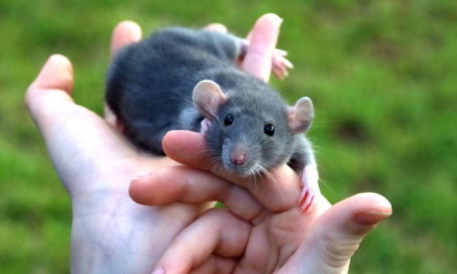 PiniceCore Nuova Gabbia Ratto Topi roditori Animal Control prendo Esca Criceto Mouse Trap Humane Vivo Casa di Alta qualità Rat Killer Cage 