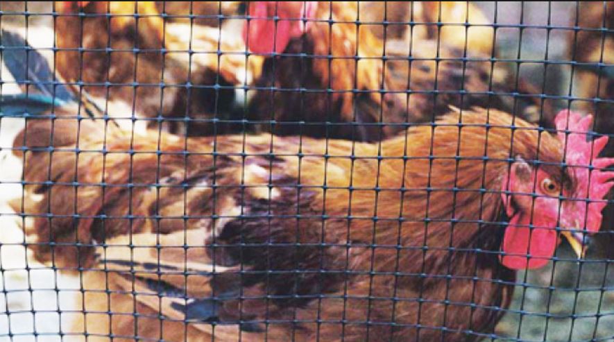 maglia e rete metallica del pollaio per galline
