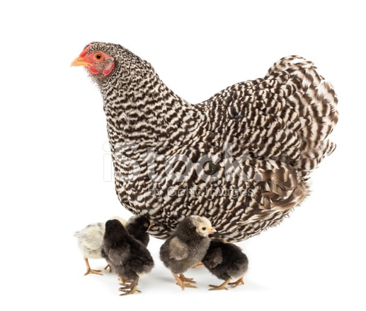 gabbie,nidi, mangime e accessori per galline ovaiole
