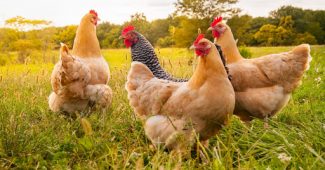 Pollai ecologici- come allevare i propri galline