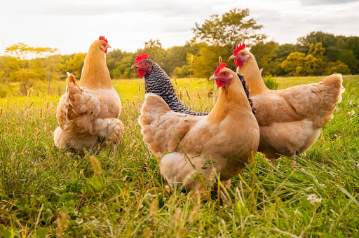 Pollai ecologici- come allevare i propri galline